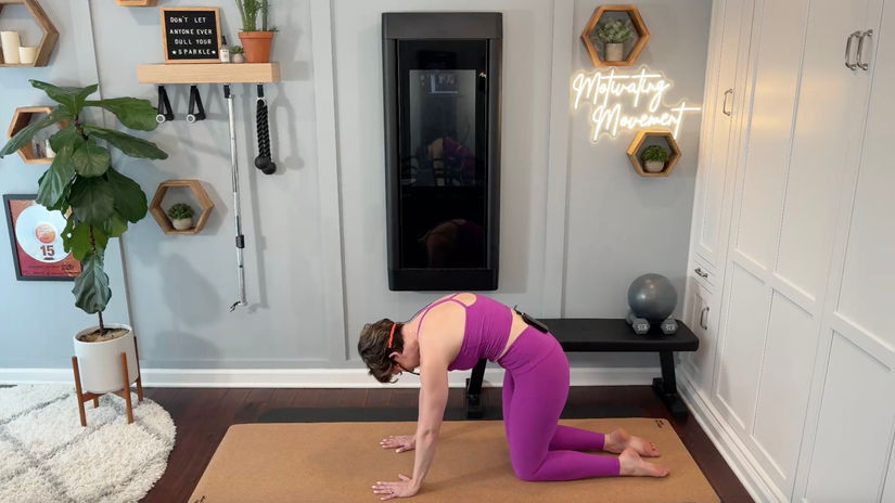 Cat Cows in All Fours